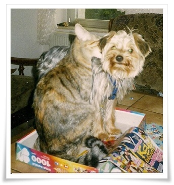 katze