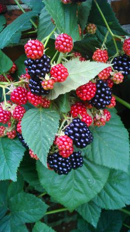 brombeer