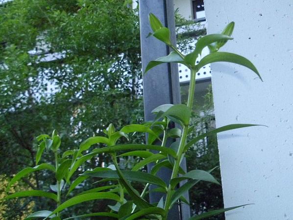 gelbe lilien
