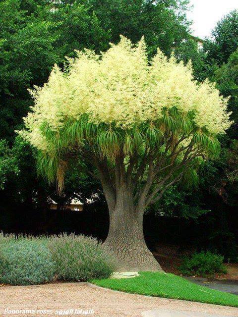 baum100000000000000
