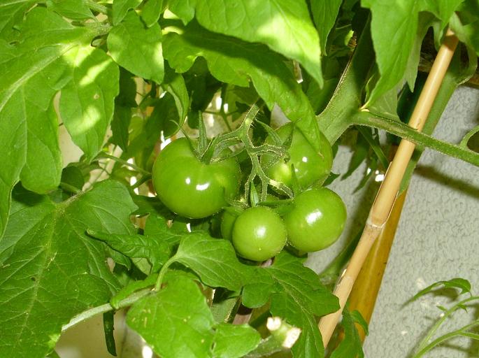 kirschtomaten