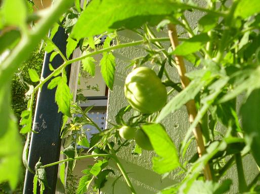 fleischtomaten