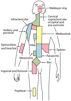 250px-Lymph node regions.svg