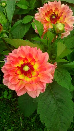 dahlien2