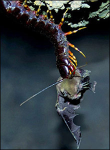 41049894 insect6