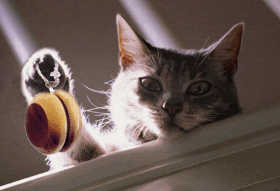gif2001