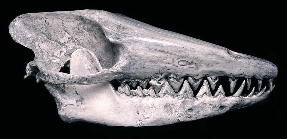 skull