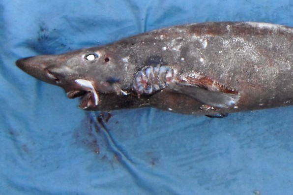 07-new-shark-species-19--596x396 1