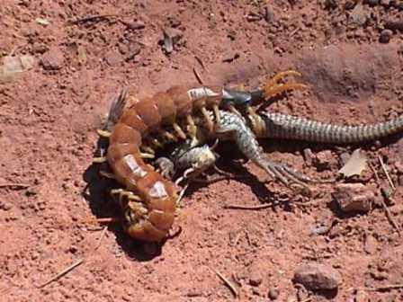 centipede