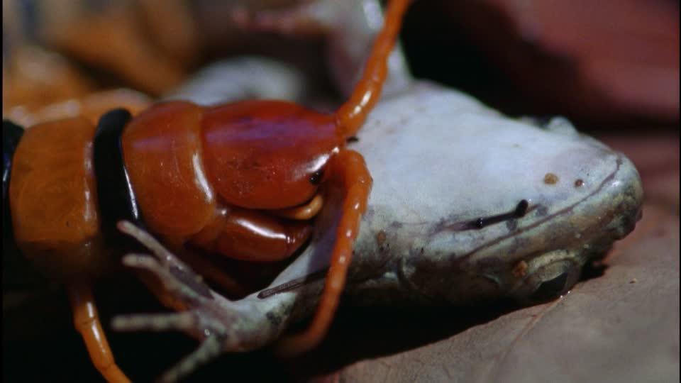 409352904-escolopendra-gigante-del-amazo