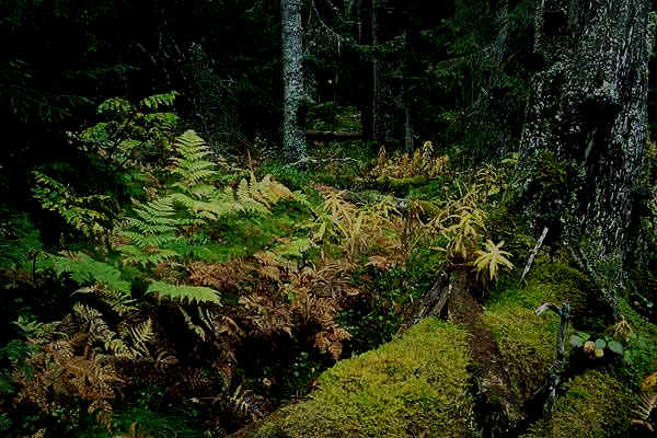 wald 2