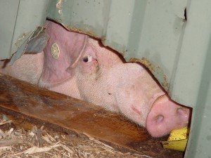 Durchgebissen