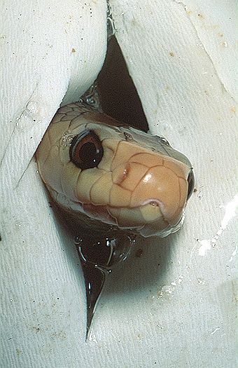taipan 28546 340