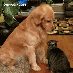 giphy 6