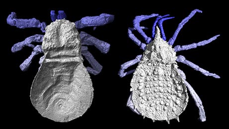 carboniferous spiders