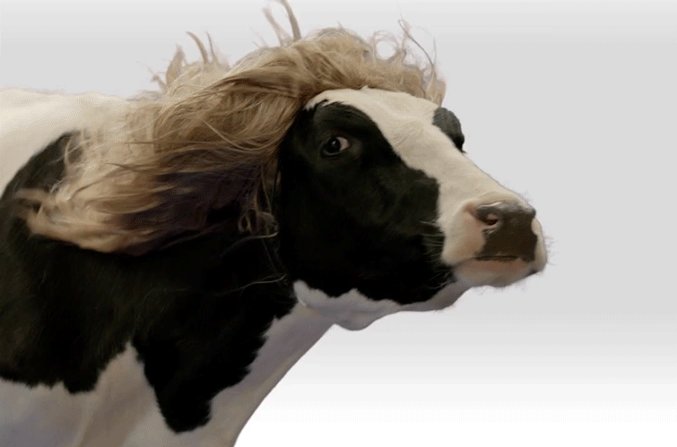 giphy haarige kuh