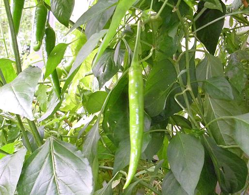 cayenne