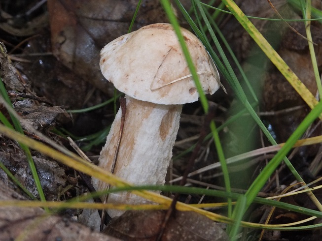 DSCF3952