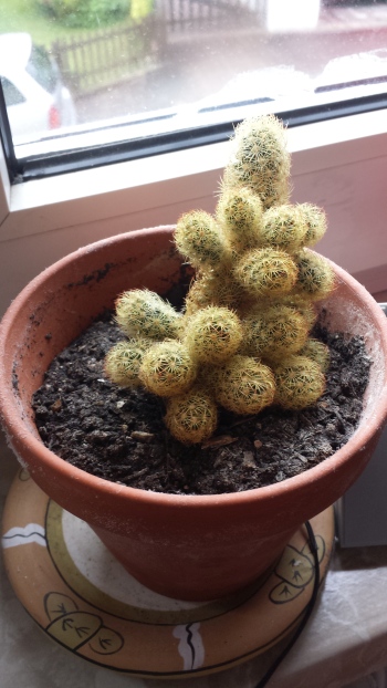 Mammillaria gracilis