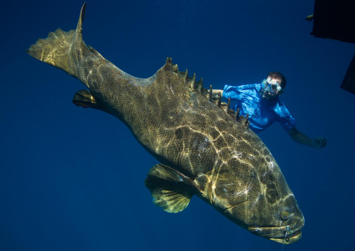 zeb-hogan-monster-fish adapt 1190 1